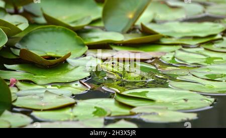 Rana d'acqua comune, rana verde Foto Stock