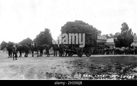 Due squadre di otto cavalli in piedi in direzioni opposte, una che tira un carico alto di fieno. Entrambi i carichi si trovano su carrelli che si trovano all'esterno di un negozio a Gladstone, South Australia. Maggio, 1909. Il cartello sopra il negozio su due lati dell'edificio potrebbe indicare "James & Co." & 'noi sell...brand' Foto Stock