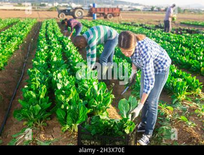 Gruppo multinazionale di lavoratori agricoli che raccolgono la zattera Foto Stock