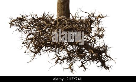radici di albero su sfondo bianco Foto Stock