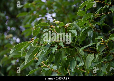 Primo piano di foglie verdi e ghiande di Quercus myrsinifolia, comunemente chiamata quercia cinese a cubetti di anelli o quercia bianca giapponese in arboreto Sochi Foto Stock