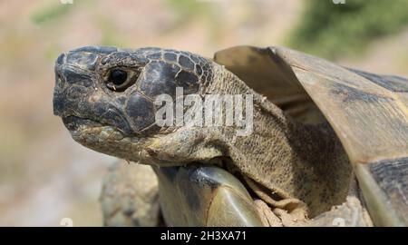 Tartaruga greca (Testudo graeca). Luogo: Cratere di Nemrut nella Turchia orientale Foto Stock