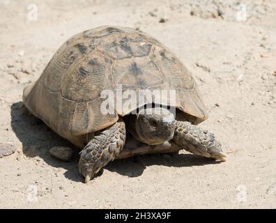 Tartaruga greca (Testudo graeca ibera). Vicino al lago Nemrut nella Turchia orientale Foto Stock
