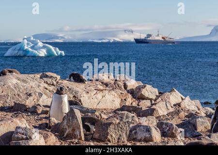 Pinguino Gentoo in piedi sulle rocce e nave da crociera sullo sfondo a Cuverville Island, Antartide Foto Stock