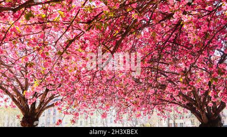 Bella sakura o alberi di ciliegio con fiori di colore rosa in primavera Foto Stock