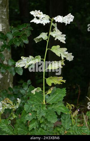 Muffa polverosa di quercia Foto Stock