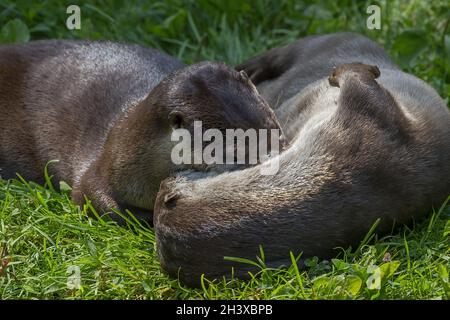 Lontre fluviali nordamericane (Lontra canadensis) Foto Stock