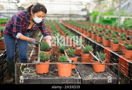 Il giardiniere in maschera prende per controllare la piantina di timo che cresce in vaso Foto Stock