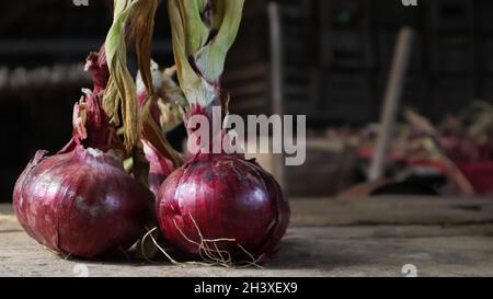 Cipolle rosse o viola fresche su un asse di legno di quercia molto vecchio all'aperto. Erba perenne della famiglia delle cipolle, un diffuso v Foto Stock