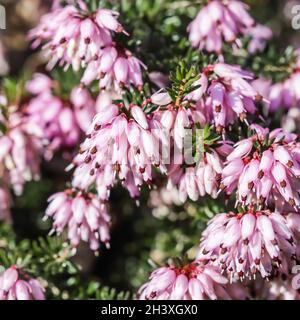 Fiori rosa Erica carnea (Winter Heath) nel giardino in primavera Foto Stock