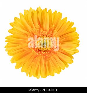 Bella gerbera fiore isolato Foto Stock