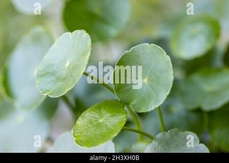 Closeup Hydrocotyle vulgaris Foto Stock
