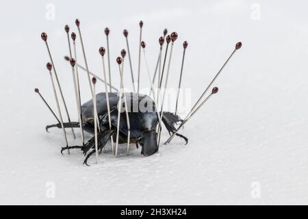 Closeup di coleotteri scuri, preparazione di campioni di insetti Foto Stock