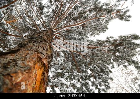 Vista dal basso di un albero con neve sui suoi rami. Foto Stock