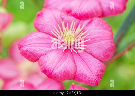 Reale piuttosto luminoso fiore rosa clematis grande al giorno d'estate Foto Stock