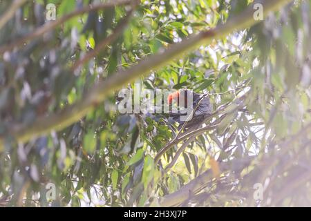 Cockatoo Gang Gang maschile seduto in albero gengivale con foglie e rami sullo sfondo a Dalgety, NSW, Australia Foto Stock