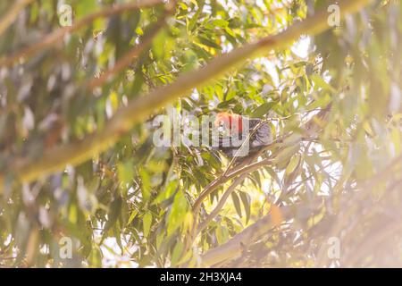 Cockatoo Gang Gang maschile seduto in albero gengivale con foglie e rami sullo sfondo a Dalgety, NSW, Australia Foto Stock