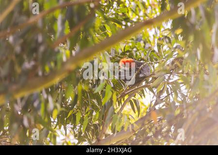 Cockatoo Gang Gang maschile seduto in albero gengivale con foglie e rami sullo sfondo a Dalgety, NSW, Australia Foto Stock