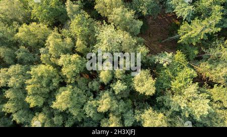 Veduta aerea di uccelli sopra la bella foresta temperata di conifere sopra gli alberi che mostrano la foresta di pino verde stupefacente differente co Foto Stock