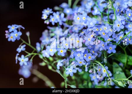 Vera bella morbida e delicata fiori blu di dimenticare-me-not su sfondo scuro Foto Stock