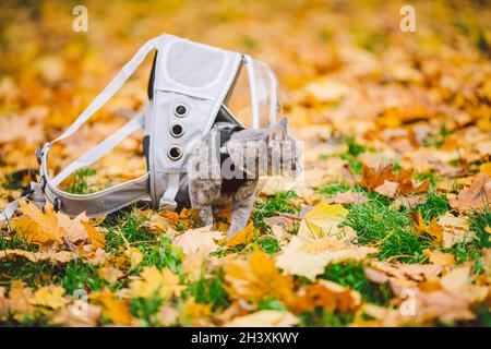 Gatto grigio in zaino con oblò in foglie gialle. Gatto domestico guarda fuori finestra di zaino trasparente in caduta nella foresta. Zaino per il trasporto Foto Stock