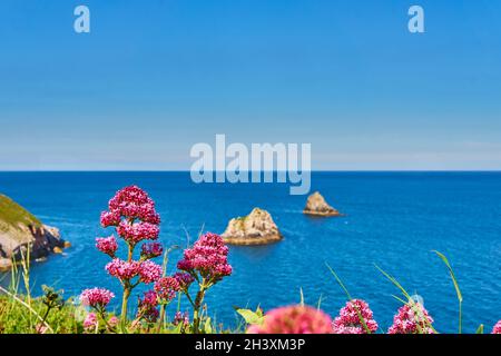 04 giugno 2021. Brixham, Regno Unito. Berry Head vista mare a Brixham, Devon, UK. Fiori sulla scogliera. Foto Stock