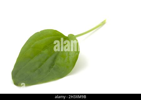 Foglia di plantain, pianta medicinale isolata su sfondo bianco. Foto Stock