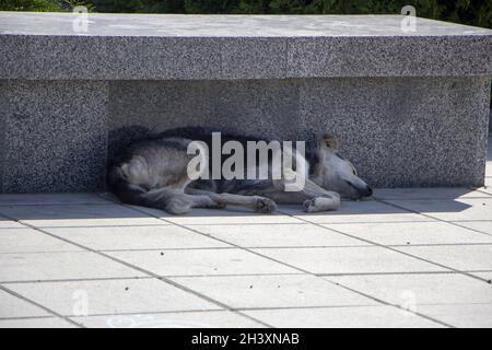 Un cane randagio che giace sulla piazza nel freddo. Foto Stock
