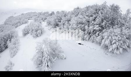 Sfondo bianco e nero di alberi nella foresta senza foglie in inverno Foto Stock