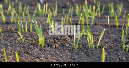File di grano o orzo giovani che sono entrate male nel campo dell'agricoltura Foto Stock