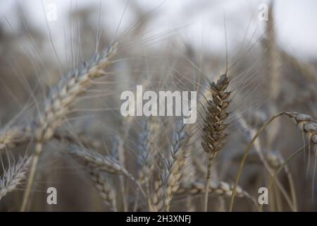 Fuoco selettivo, spikelet di orzo sullo sfondo di altri spikelet che crescono nel campo Foto Stock