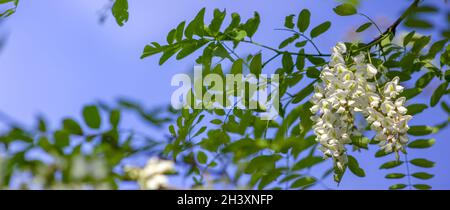 Panorama di fiori di miele di acacia, un albero con fiori fragranti ricchi di nettare, un'ape apiaria e fiori con miele. Foto Stock
