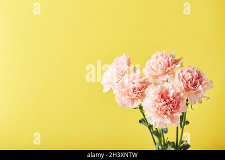 Bouquet di garofani rosa. Design concetto di saluto vacanza con bouquet garofano su sfondo giallo Foto Stock