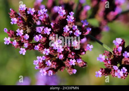Purpletop vervain Verbena bonariensis fiori in luce naturale Foto Stock