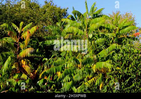 Rhus typhina staghorn sumac Foto Stock