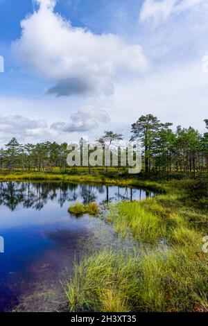 Vista verticale di una torbiera e paesaggio di lago blu sotto un cielo espressivo con nuvole bianche Foto Stock