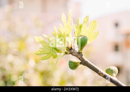 Un ramo su un fico con frutti piccoli e foglie recentemente sciolte. Foto Stock