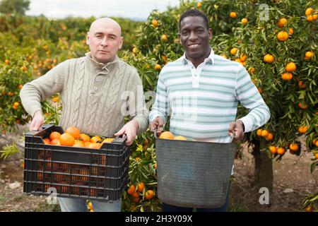 Uomini caucasici e africani con cesti di tangerini Foto Stock