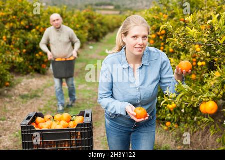 Lavoratori di sesso maschile e femminile che raccolgono mandarini Foto Stock
