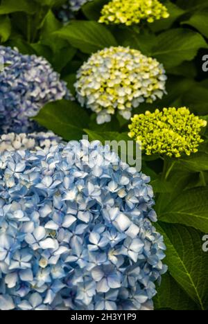 Fuoco selettivo su un cespuglio di blu e bianco hortensia primo piano di grandi germogli di hydrangea nel giardino combinazione di blu e verde colori Foto Stock