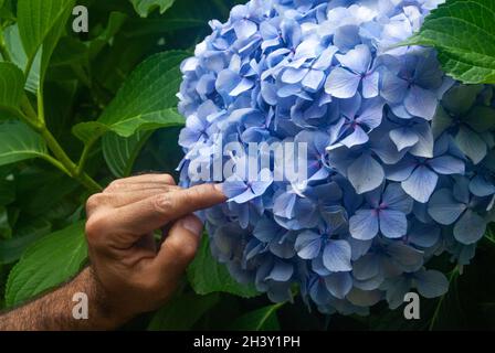 Enorme infiorescenza di hortensia blu con la mano di un uomo che punta al fiore con indice dito, confronto in dimensioni come grande può hydrangea essere Foto Stock