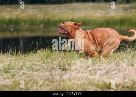 Ritratto running Dogue de Bordeaux. Cane Massiff francese in purezza. Foto Stock