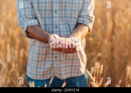 Le mani del coltivatore tengono i semi di grano maturi dopo il raccolto Foto Stock