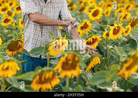 L'uomo contadino arrotola le maniche e si prepara a lavorare in un campo di girasole. Foto Stock