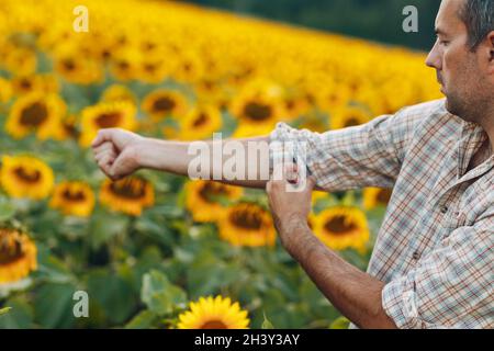 L'uomo contadino arrotola le maniche e si prepara a lavorare in un campo di girasole. Foto Stock