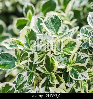 Texture, background, pattern di foglie verdi e bianche di Euonymus fortunei Smeraldo Gaiety con gocce di pioggia Foto Stock