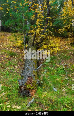 Ceppo di albero caduto circondato da erba verde e foglie gialle Foto Stock