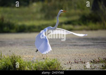 La gretta innevata (Egretta thula) , piccolo airone bianco Foto Stock