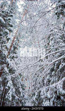 Molti rametti sottili coperte con soffici bianco della neve. Inverno bellissimi boschi innevati. L'immagine verticale in tonalità blu Foto Stock