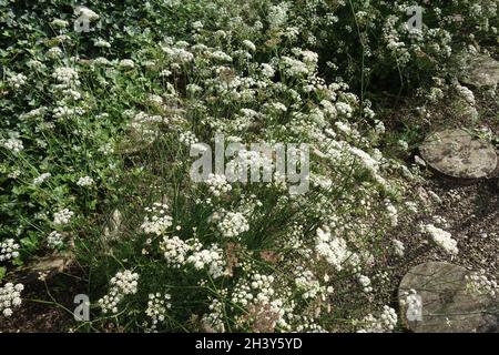 Seseli montanum, prezzemolo di pietra Foto Stock